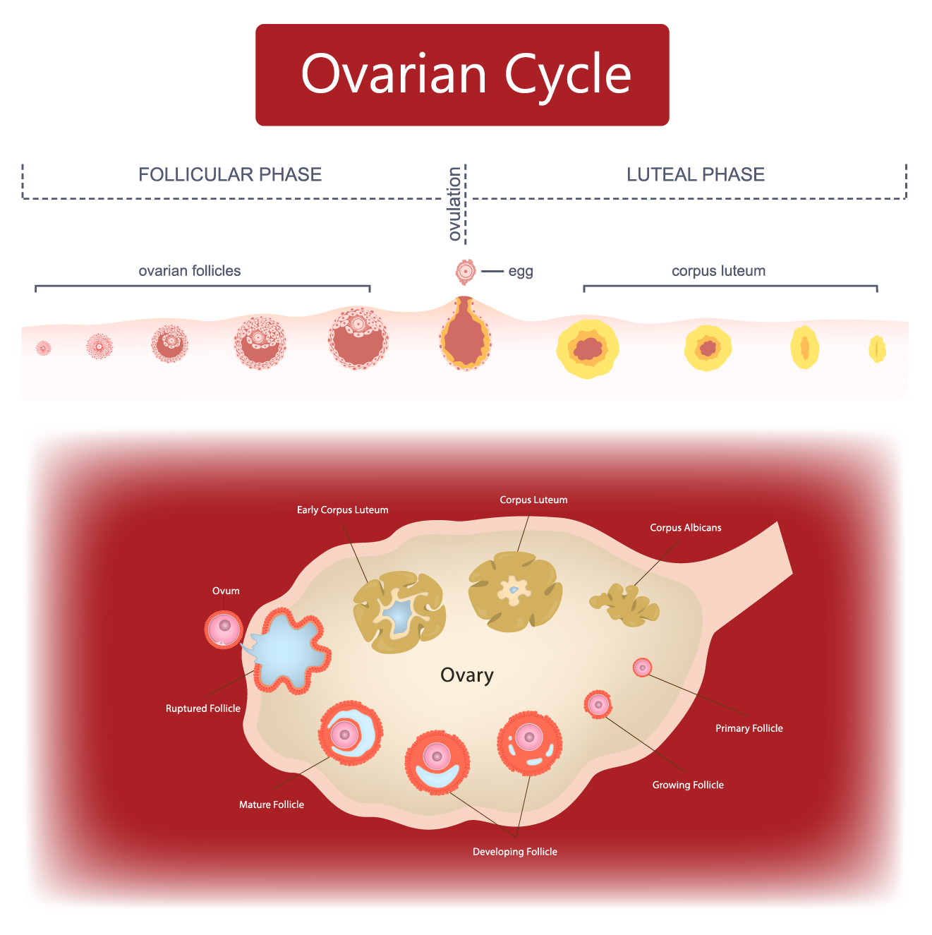 Natural Contraception Archives - Fertility Charting