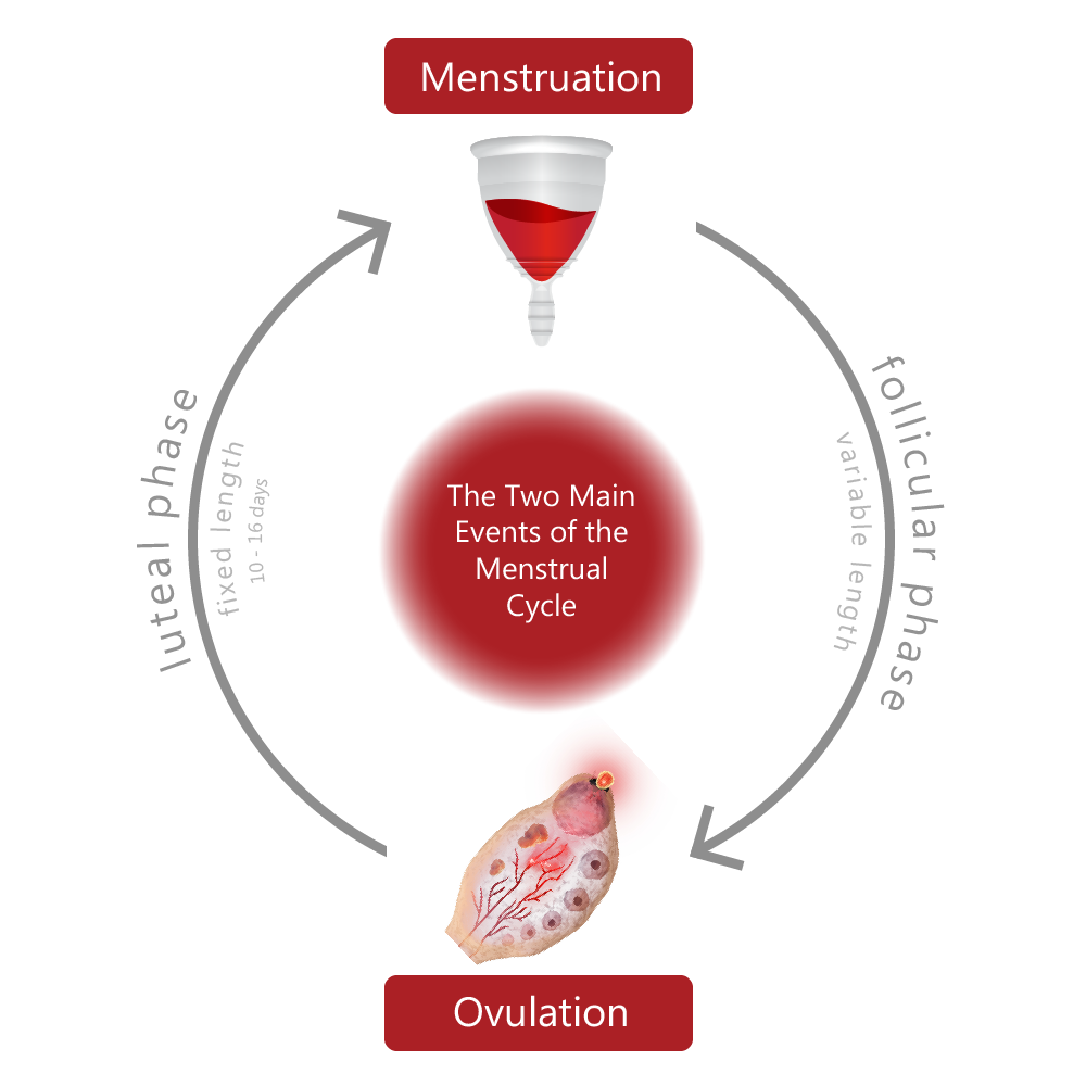 Ovulation Is the Main Event of the Menstrual Cycle