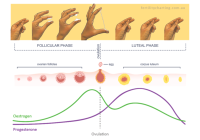 Cervical Mucus Gallery - Fertility Charting