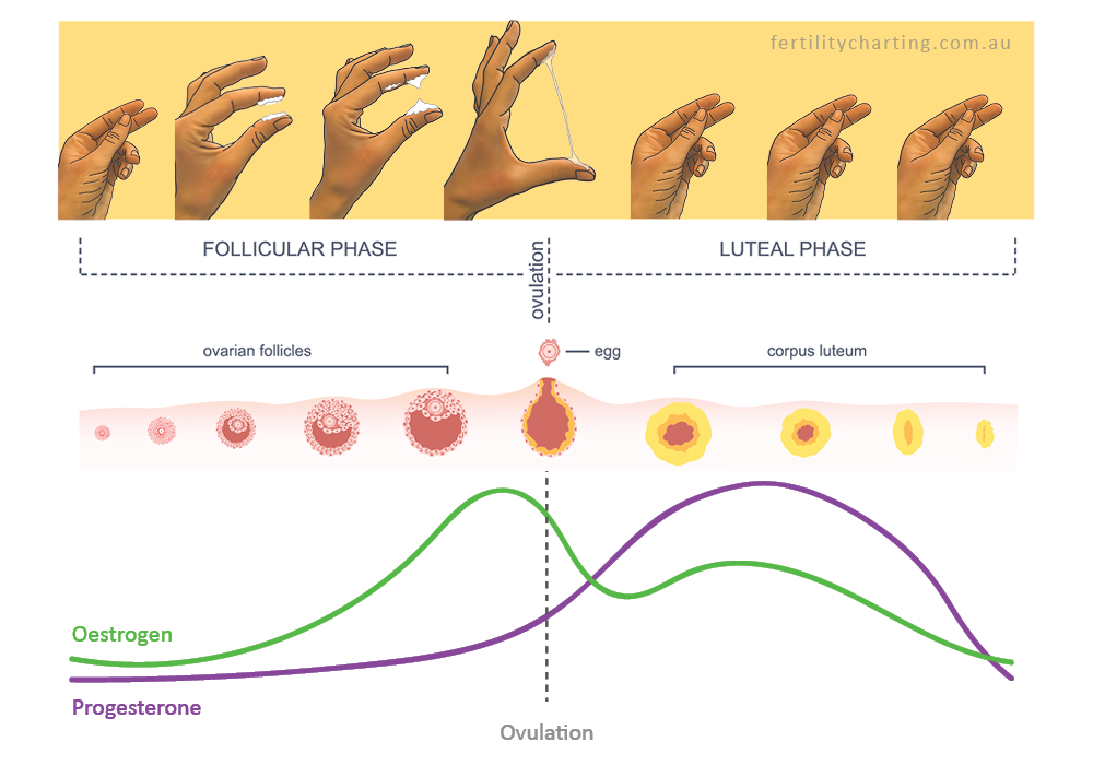 Cervical Mucus Cycle Chart