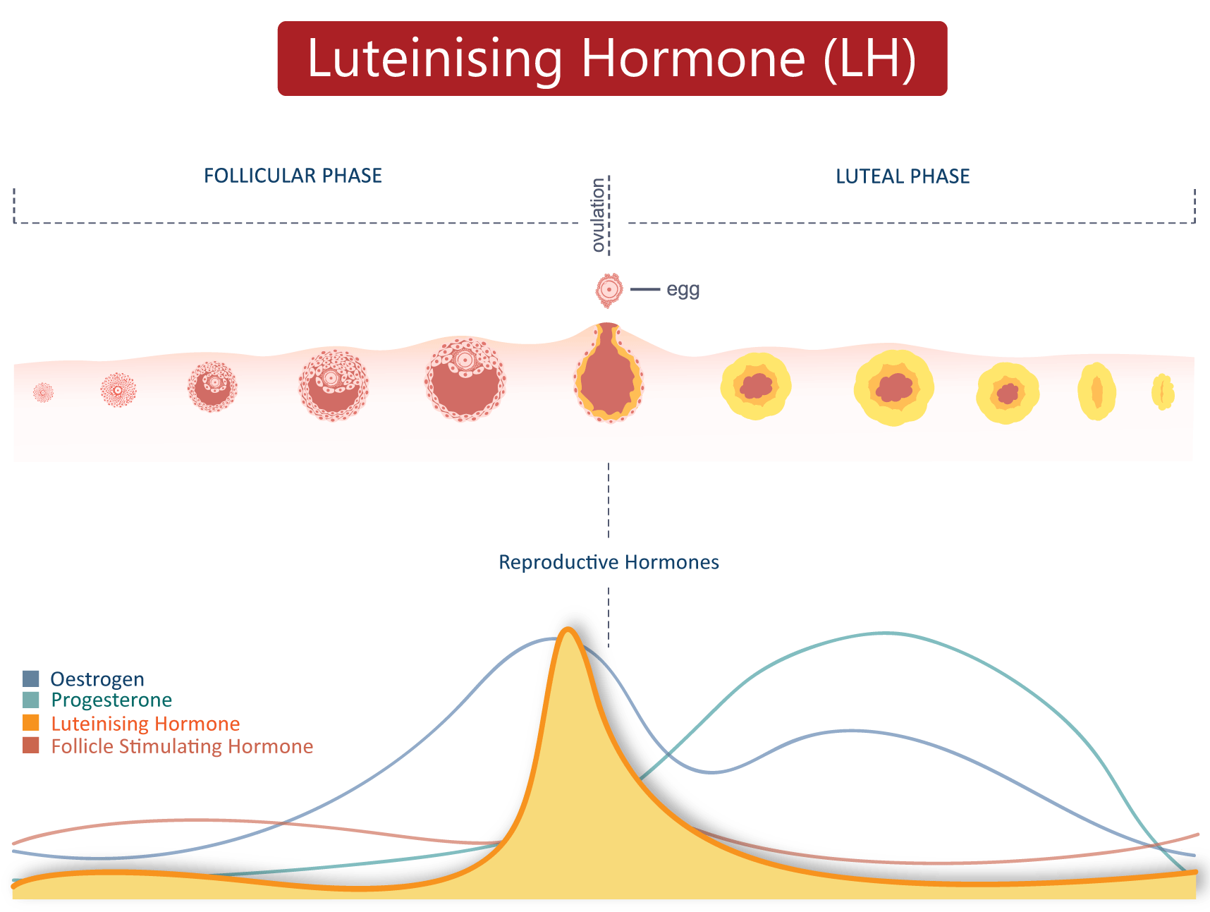 Optional LH Testing