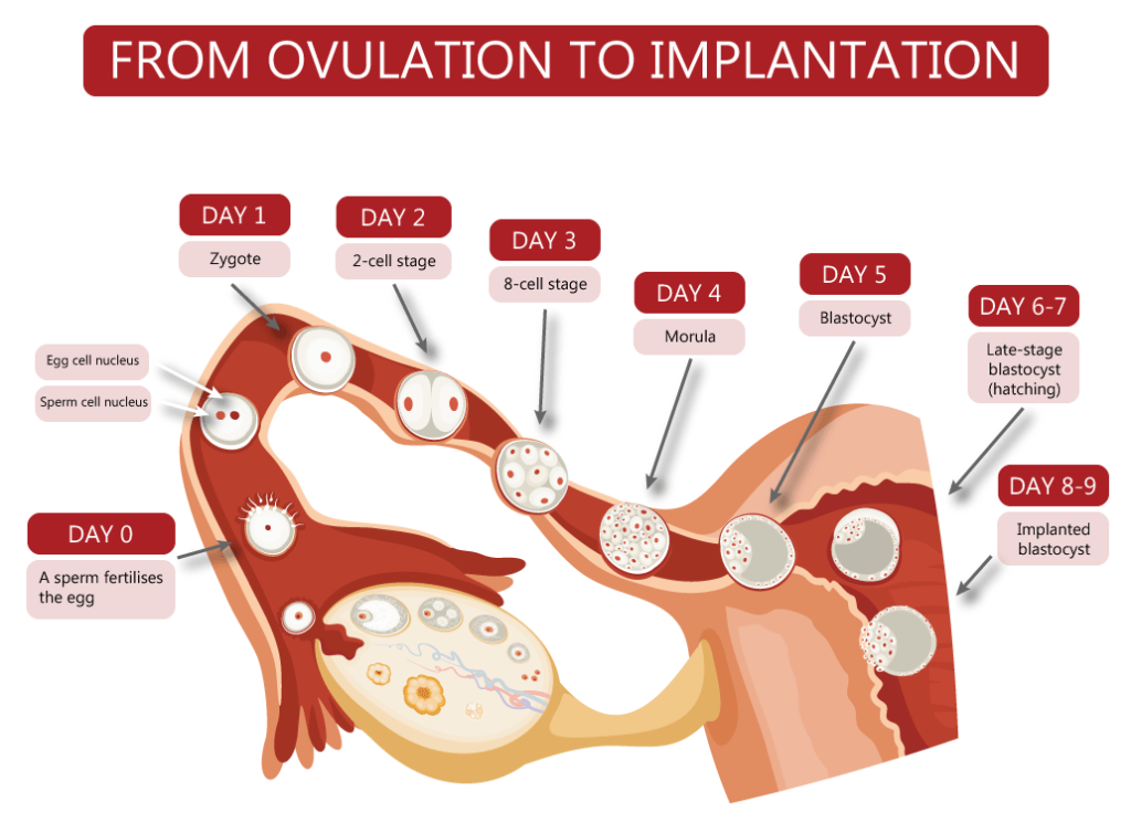 Fertilisation Implantation And Pregnancy Fertility Charting