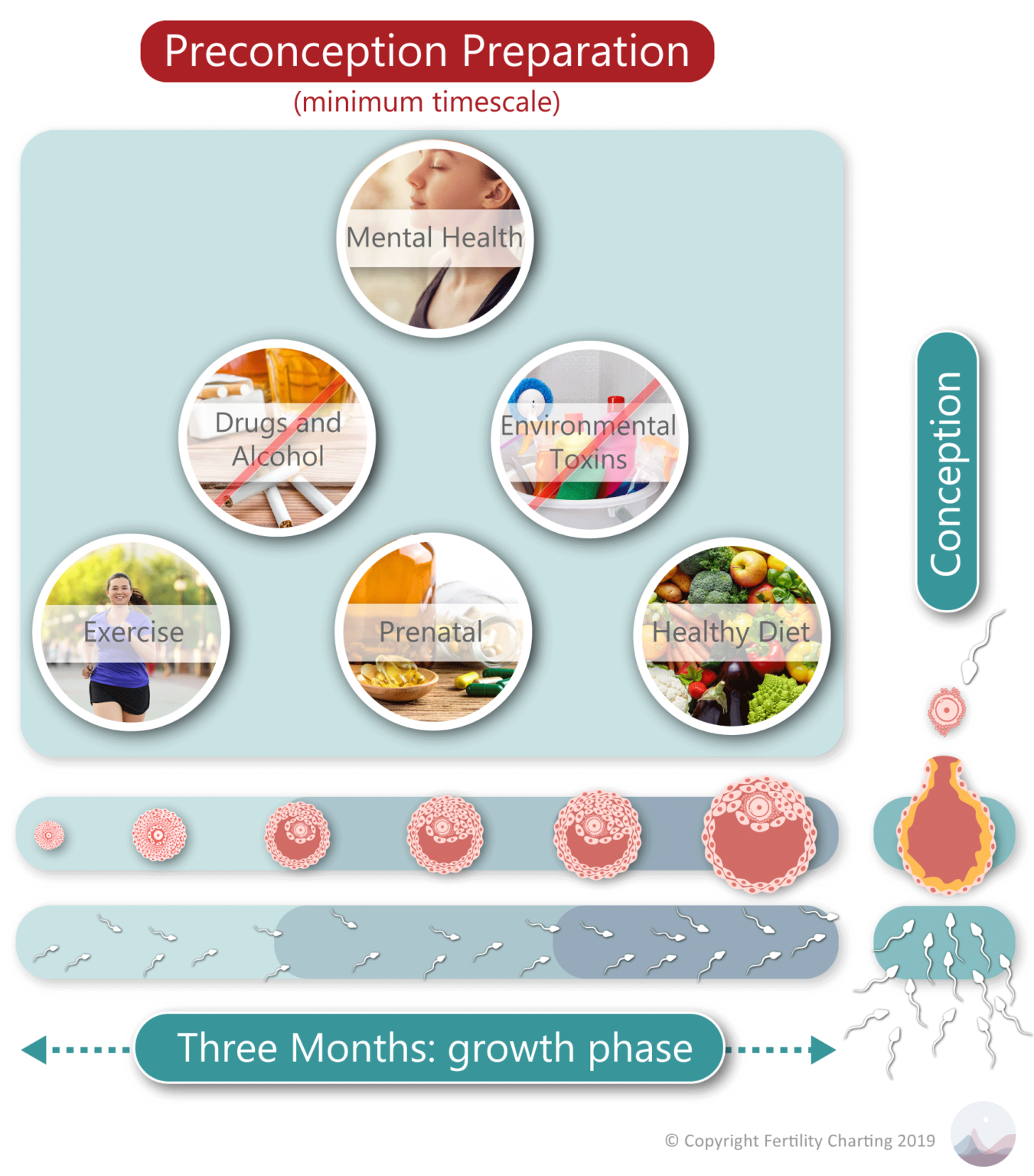 Optional Preconception Health And Further Resources Fertility Charting