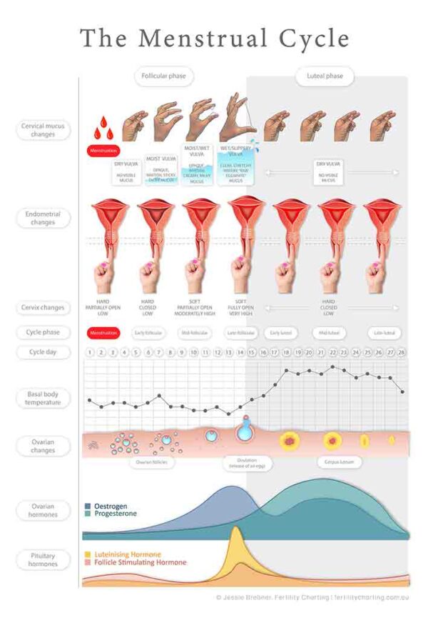 PREORDER Educational Poster: The Menstrual Cycle (2025) - Image 2