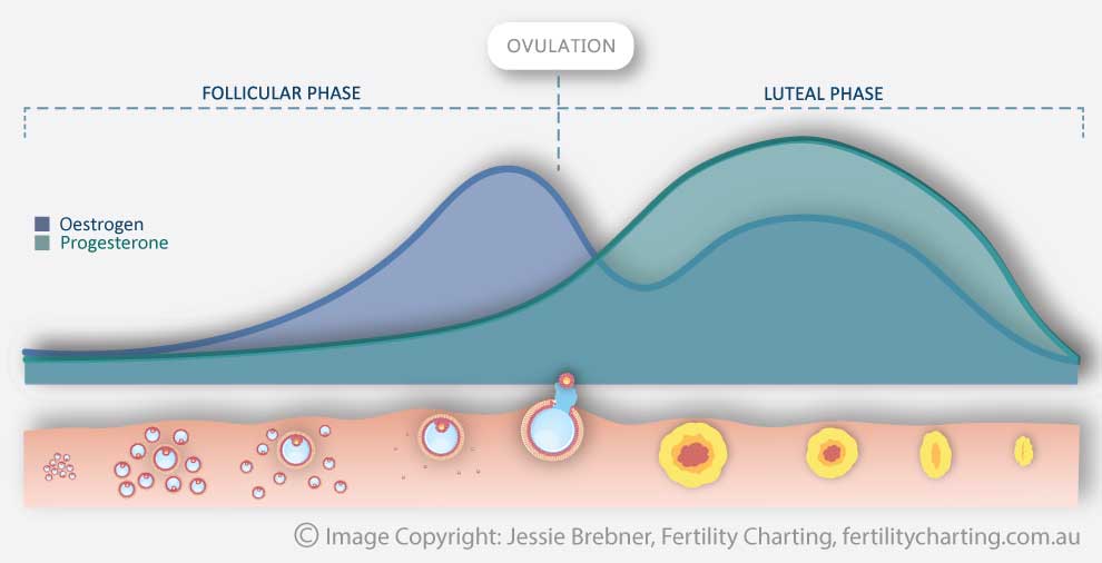 Hormonal fluctuations of the menstrual cycle: Ovarian Cycle. Diagram shows fluctuating oestrogen and progesterone levels across the follicular and luteal phases of the menstrual cycle.