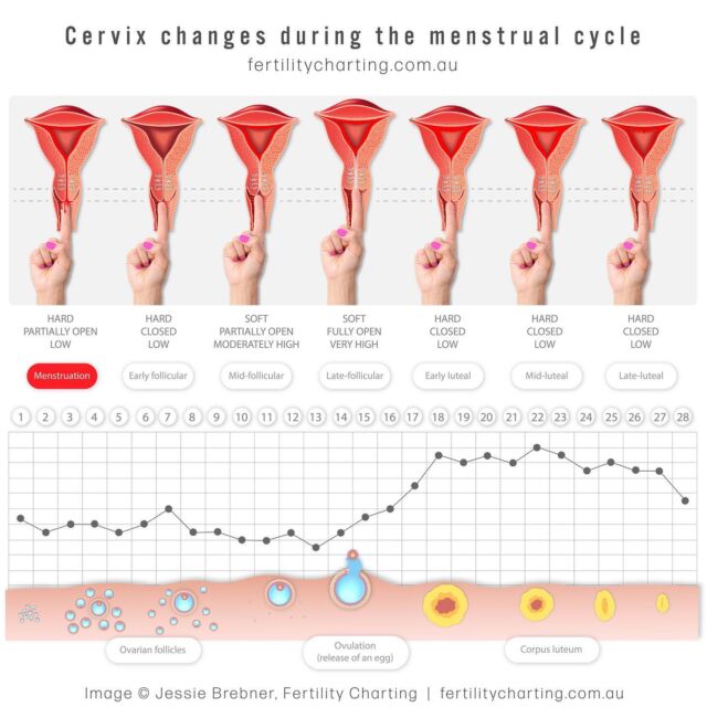 Phases Of The Menstrual Cycle — Natural Fertility Geelong